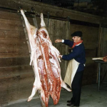 Slachtdag in de Peddemorsboerderij